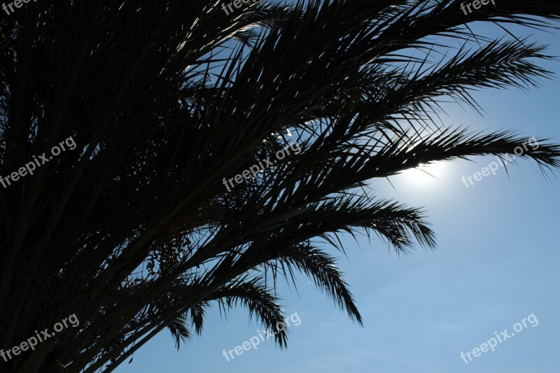 Palm Trees Palm Fronds Silhouette Backlighting Sun