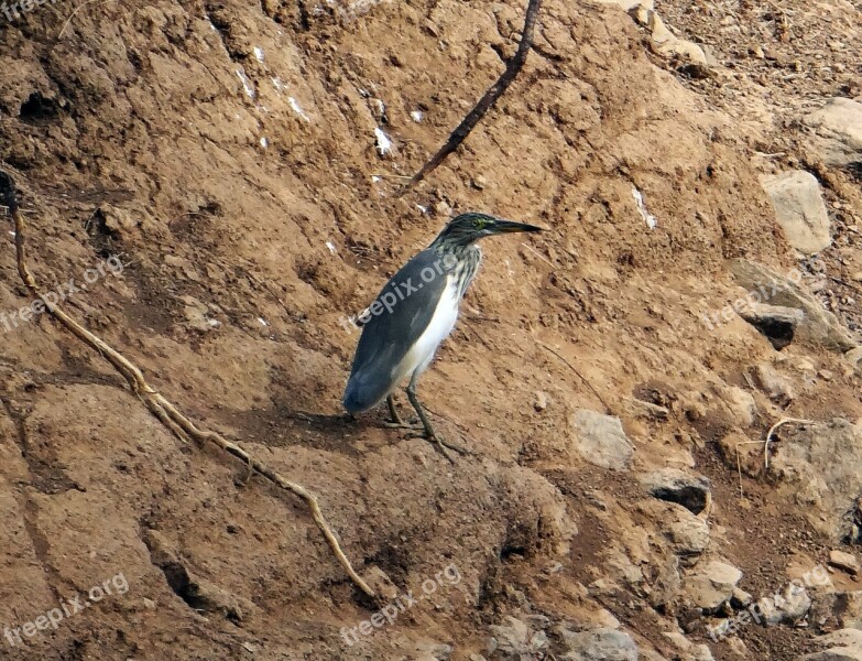 Indian Pond Heron Pond Heron Paddy Bird Dharwad India