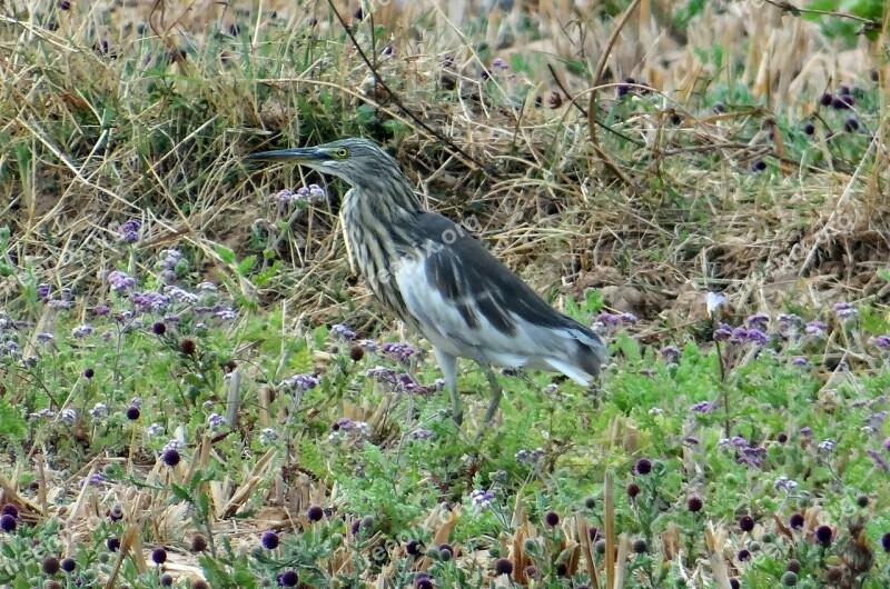 Pond Heron Bird Indian Pond Heron Paddy Bird Dharwad