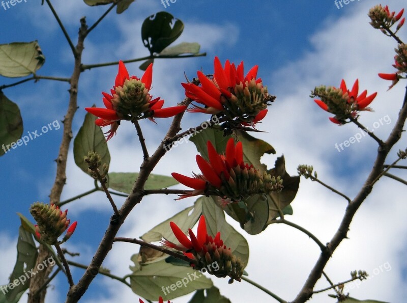 Erythrina Indica Flower Scarlet Coral Tree Sunshine Tree