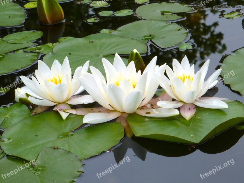 Water Lilies White Pond Free Photos