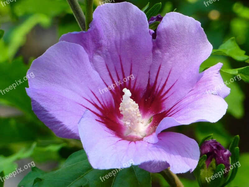 Hibiscus Blossom Bloom Violet Purple