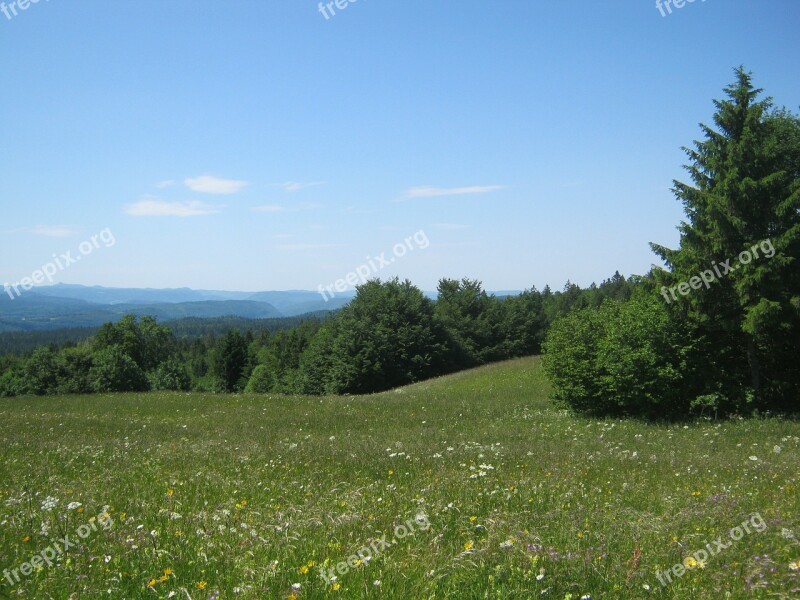 Mountain Meadow Meadow Summer Meadow Summer Flowers