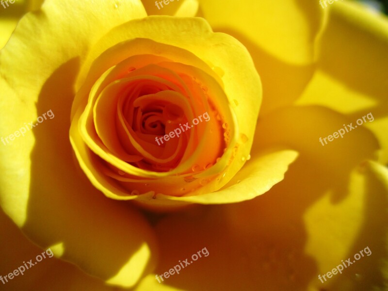 Rose Yellow Flower Rose Bloom Close Up