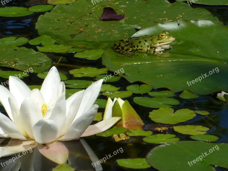 Water Lily Frog Pond Free Photos