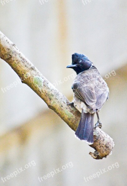 Red Vented Bulbul Bird Male Bird Resting Nature