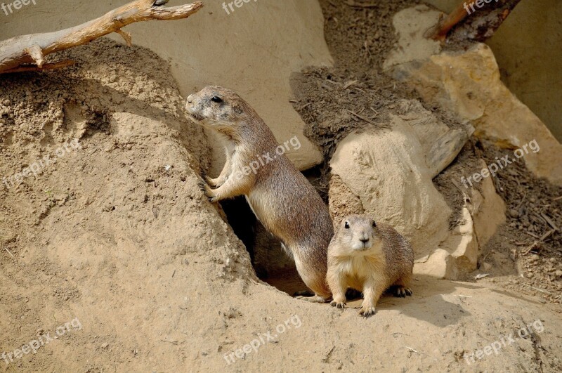 Prairie Dog Rodent Nager Zoo Animal