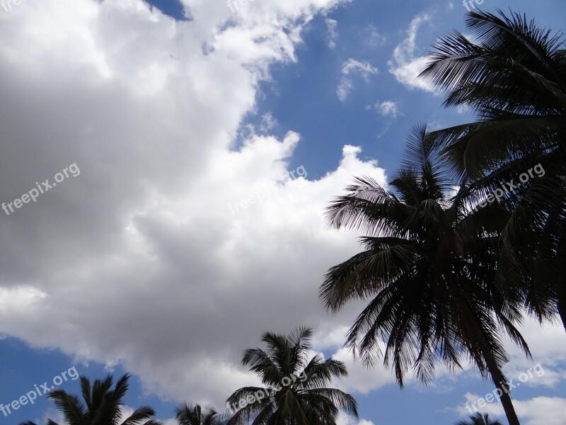 Palm Trees Clouds Stratocumulus Sky Dharwad