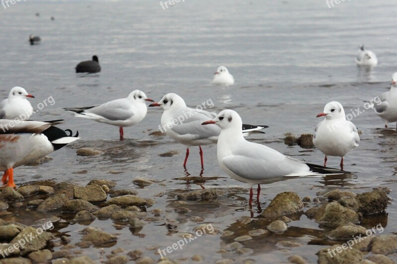 Chiemsee Bavaria Gulls Bird Water