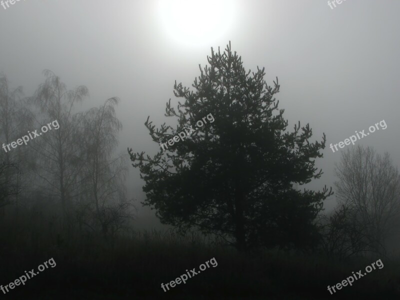 Tree Trees Fog Foggy Winter