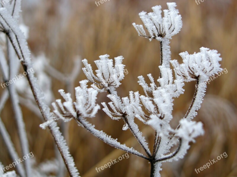 Hoarfrost Reed Winter Wintry Ice