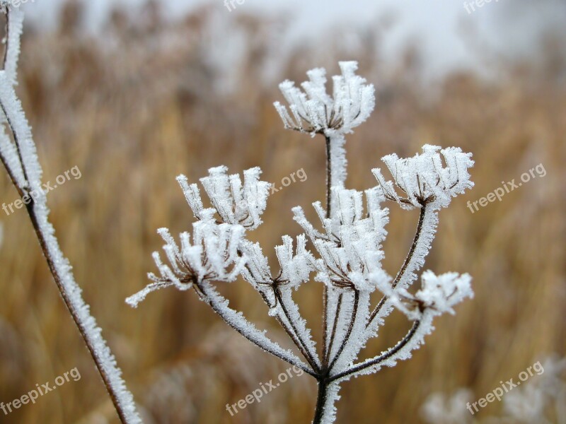 Hoarfrost Reed Winter Wintry Ice