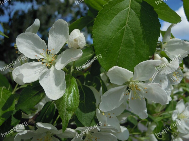 Apple Tree Apple Blossom Blossom Bloom White