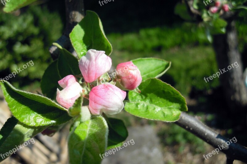 Apple Tree Apple Blossom Blossom Bloom White