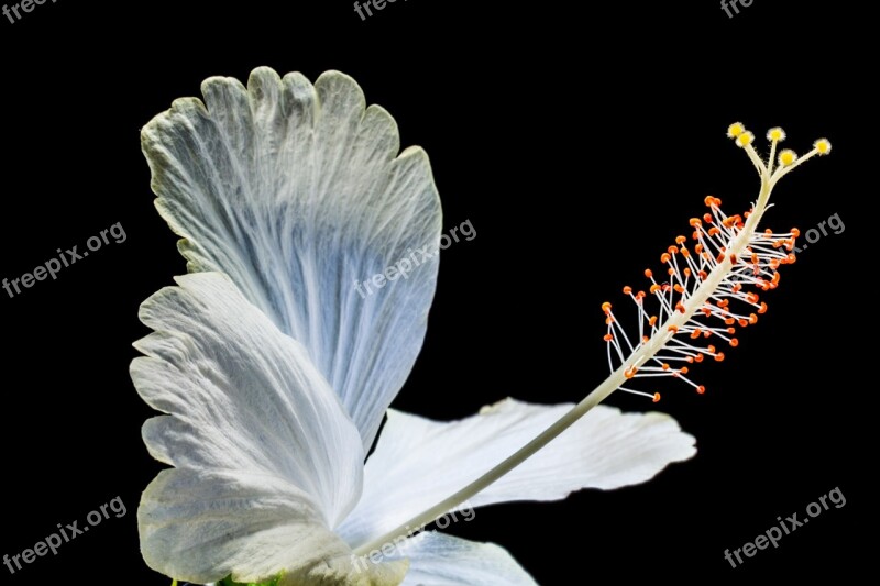 Hibiscus Blossom Bloom Flower White