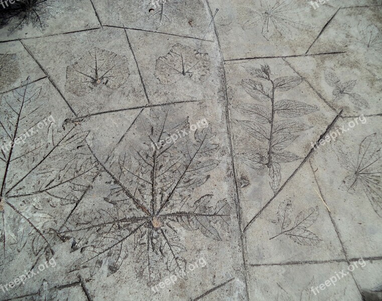 Floor Leaves Flooring Structure Free Photos