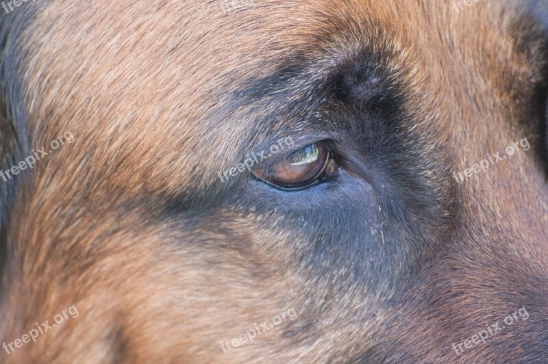 Dog Schäfer Dog Eye View Eyes