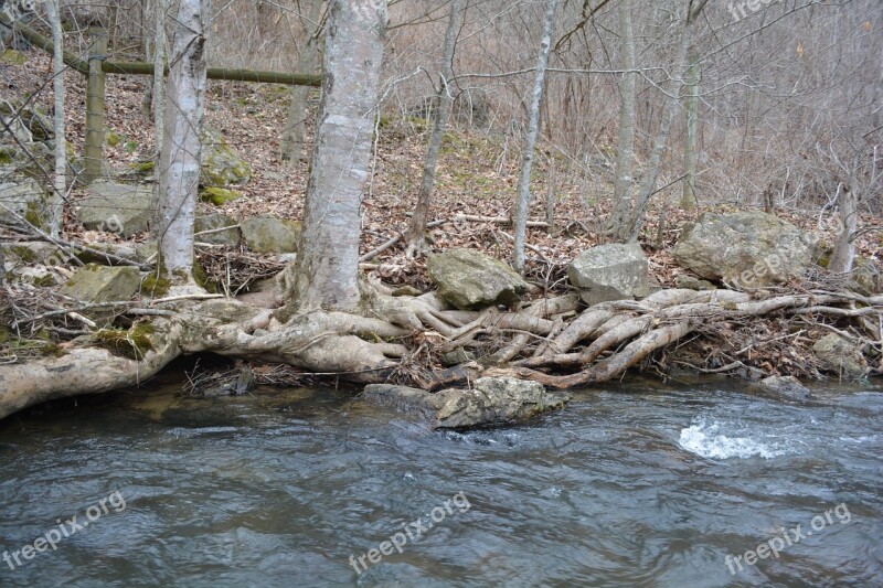 Root Stream Tree Bank Water