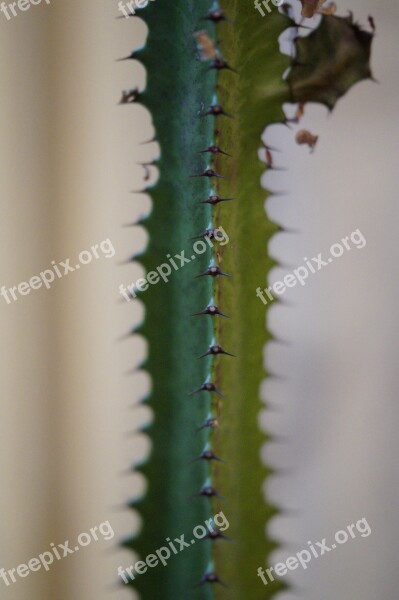 Cactus Spur Prickly Sting Close Up