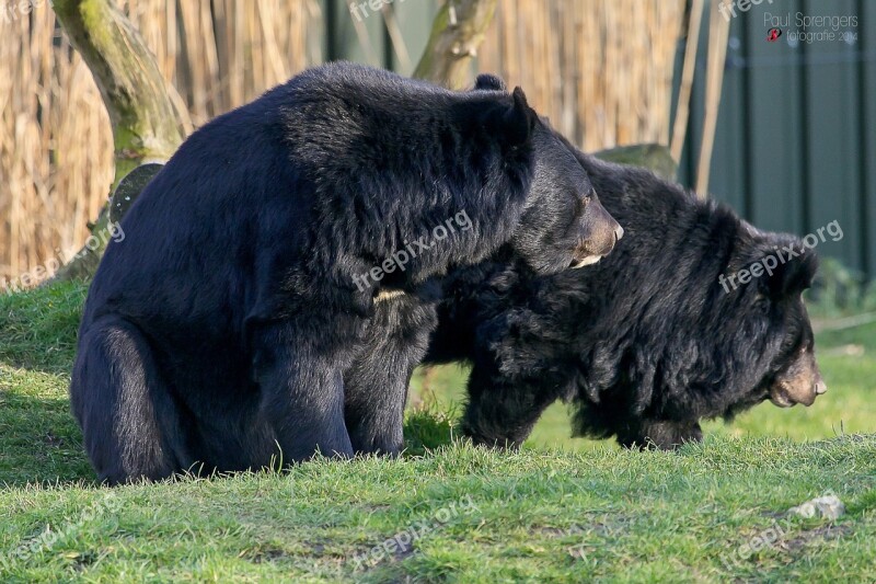 Collar Bear Black Bear Bear Zoo Free Photos