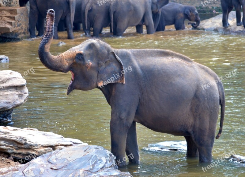 Elephant Bath Elephant Pregnant Elephant Bathing Elephant Female Elephant