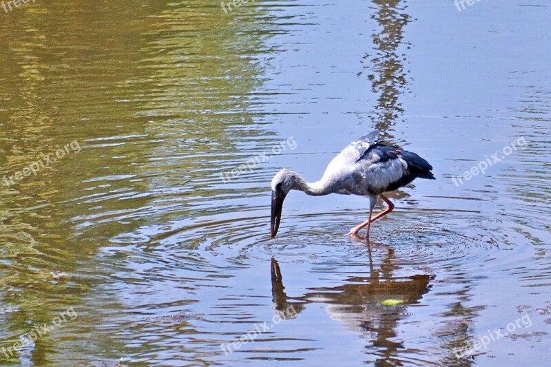 Gray Heron Crane Fishing Reflections Water