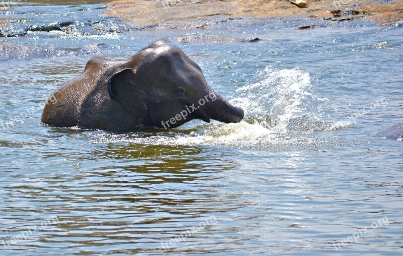 Elephant Baby Playing In Water River River Bath Elephant Bath