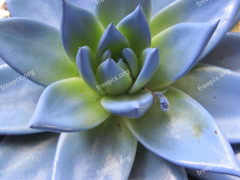 Echeveria Blue Flower Blossom Bloom Blue