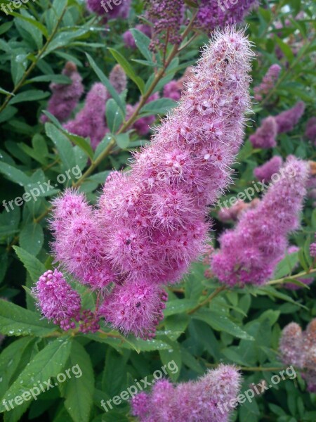 Flower Pink Flower Nature Plant Spring