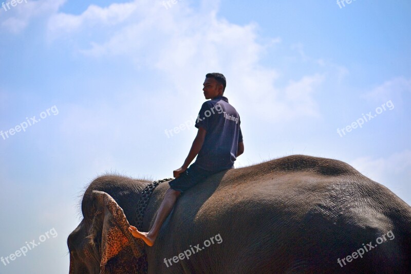 Elephant Ride Ride On Elephant Trainer Elephant Trainer Ring Master