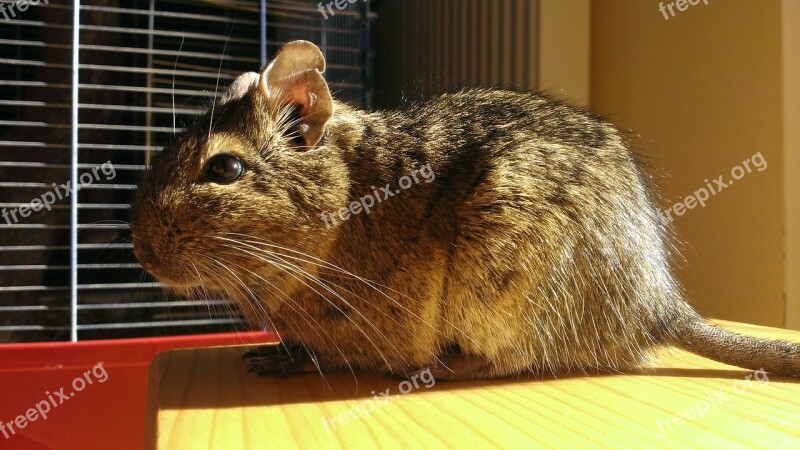 Bush Rat Mouse Degu Chilenian Bush Rat