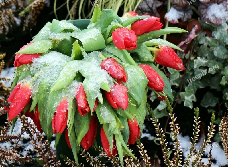 Flowers Tulips Winter Frost Snow