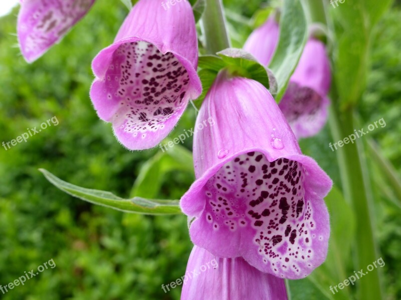 Thimble Toxic Flower Plant Free Photos