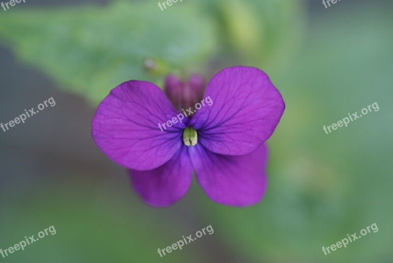 Violet Flower Nature Tiny Free Photos