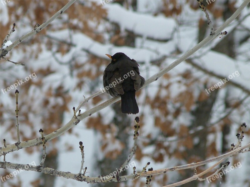 Birds Animals Merle Black Winter