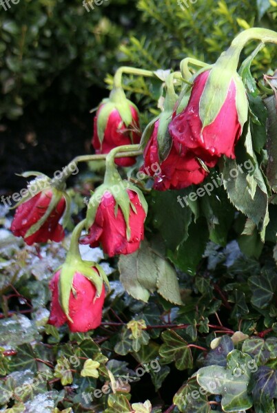 Roses Bouquet Federal Government Love Farewell