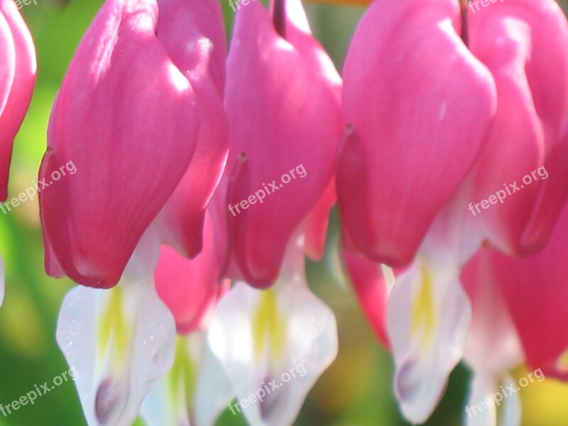 Flower Heart Pink Flowers Nature