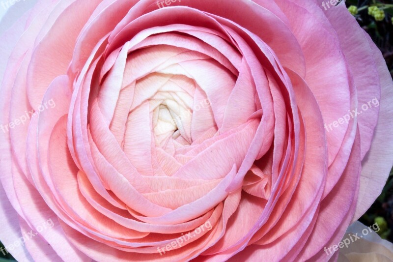 Ranunculus Blossom Bloom Spring Nature