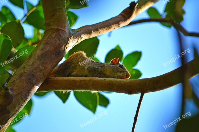 Squirrel Wildlife Animal Mamal Sri Lanka