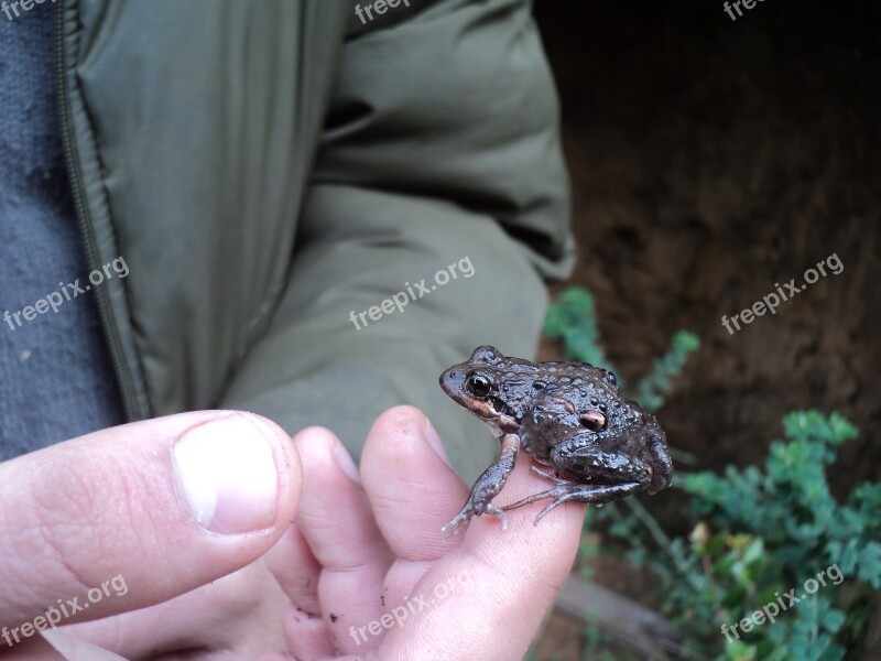 Frog Amphibious Nature Free Photos