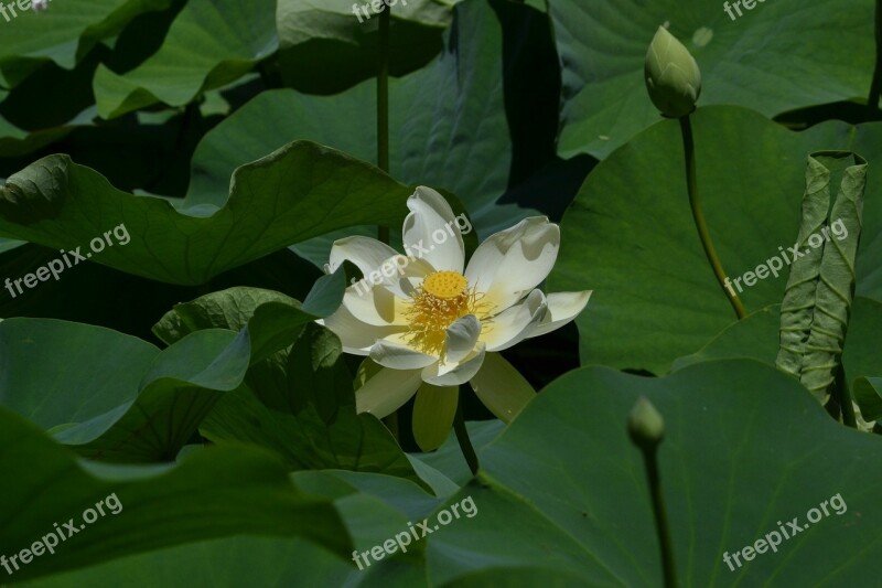 Lotus Flower Single Special Love