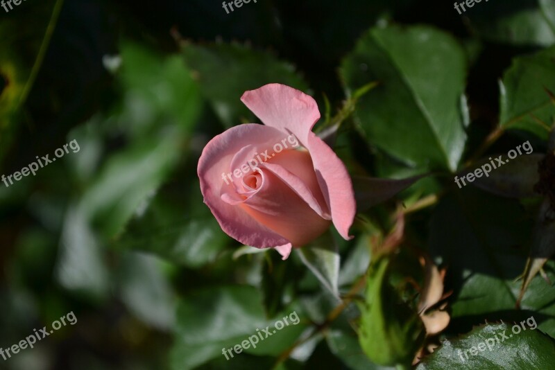 Rose Pink Mary Mackillop Rose Bud Flower