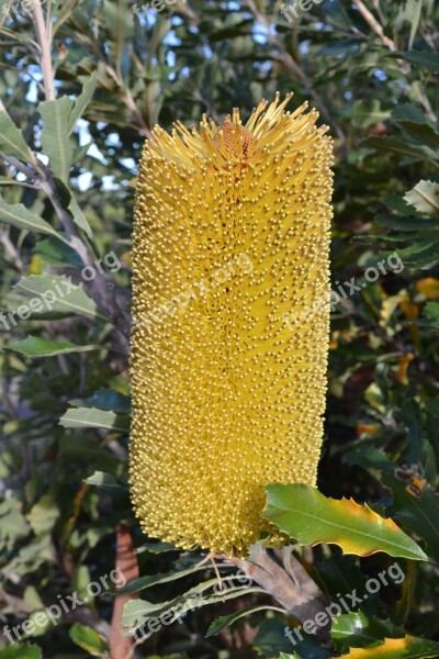 Banksia Australia Native Flora Flowers Serrata