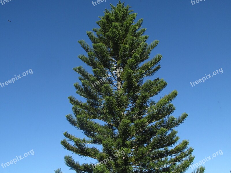 Pine Tree Pine Branch Fall Pine Needles