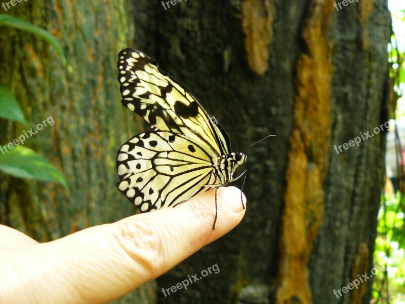 Butterfly Animal Insect Animals Butterflies