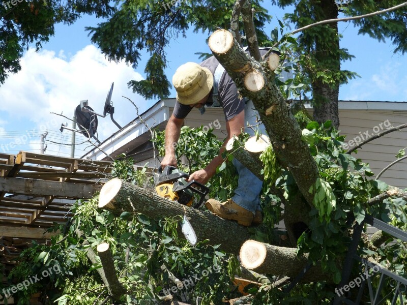 Tree Damage Chainsaw Landscaping Broken