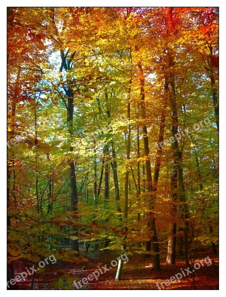 Forest Trees Colorful Foliage Leaves