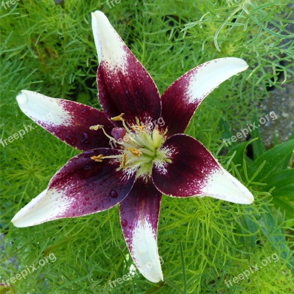 Flowers Plants Garden Macro Flowering