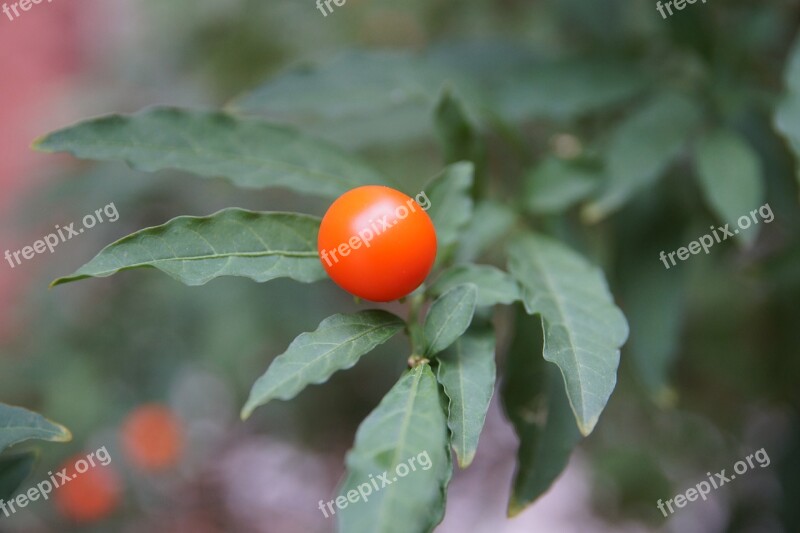 Fruit Red Green Leaf Berry