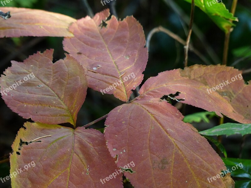 Autumn Fall Leaves Early Morning Sunlight